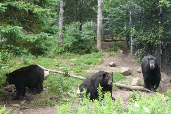 From left; Lucy, Gary and Desi